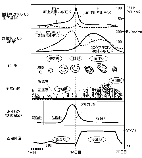 月経周期とからだの変化